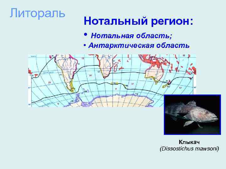 Литораль Нотальный регион: • Нотальная область; • Антарктическая область Клыкач (Dissostichus mawsoni) 