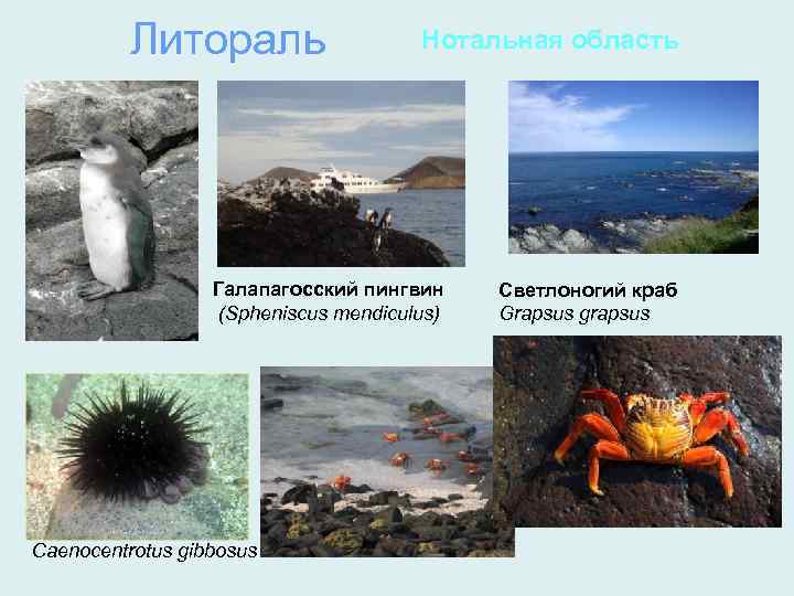 Литораль Нотальная область Галапагосский пингвин (Spheniscus mendiculus) Caenocentrotus gibbosus Светлоногий краб Grapsus grapsus 