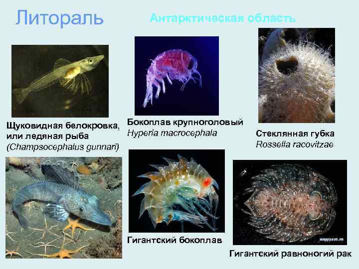 Литораль Антарктическая область Щуковидная белокровка, Бокоплав крупноголовый Hyperia macrocephala или ледяная рыба (Champsocephalus gunnari)