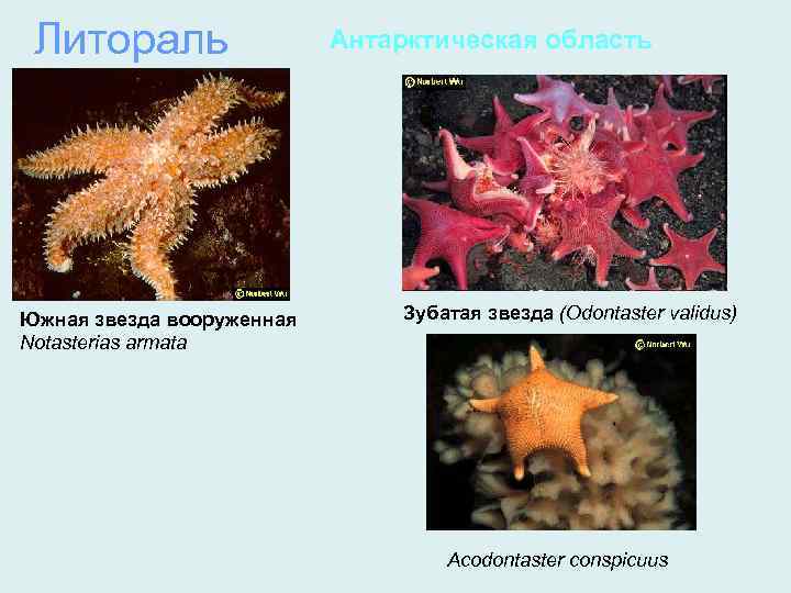 Литораль Южная звезда вооруженная Notasterias armata Антарктическая область Зубатая звезда (Odontaster validus) Acodontaster conspicuus