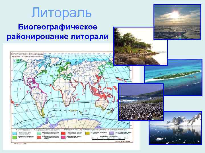 Литораль Биогеографическое районирование литорали 