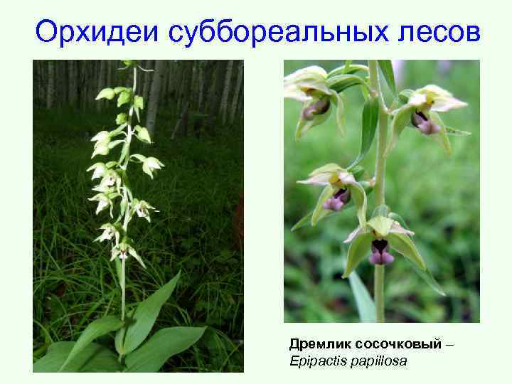 Орхидеи суббореальных лесов Дремлик сосочковый – Epipactis papillosa 