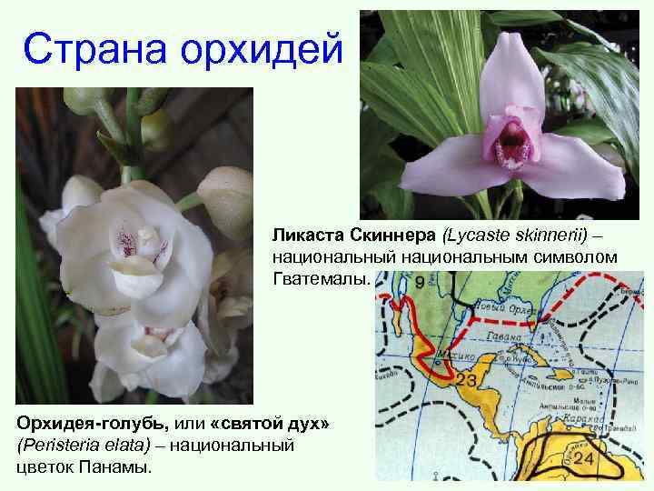 Страна орхидей Ликаста Скиннера (Lycaste skinnerii) – национальный национальным символом Гватемалы. Орхидея-голубь, или «святой