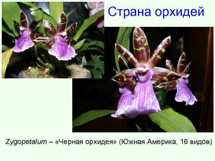 Страна орхидей Zygopetalum – «Черная орхидея» (Южная Америка, 16 видов) 