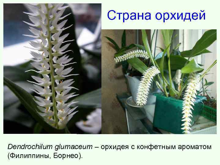 Страна орхидей Dendrochilum glumaceum – орхидея с конфетным ароматом (Филиппины, Борнео). 