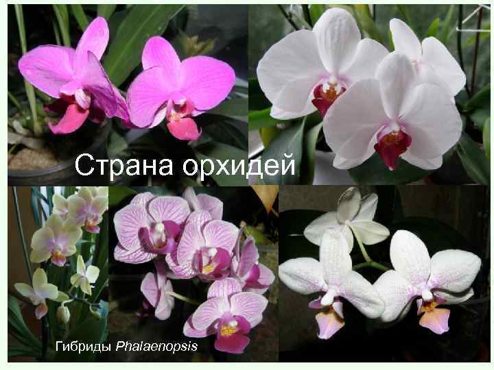 Страна орхидей Гибриды Phalaenopsis 