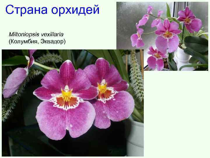 Страна орхидей Miltoniopsis vexillaria (Колумбия, Эквадор) 