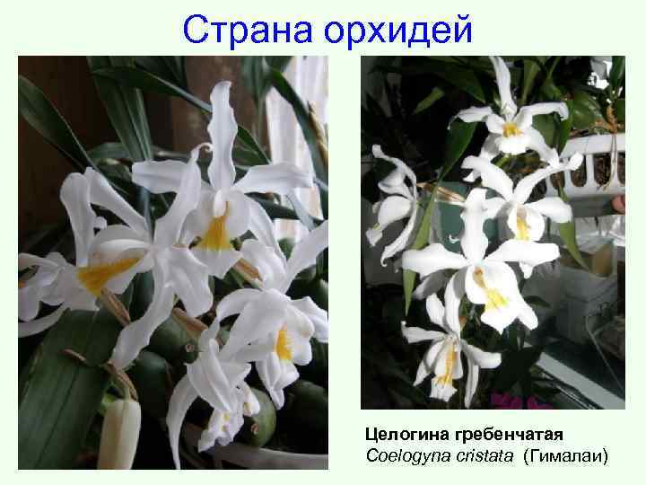 Страна орхидей Целогина гребенчатая Coelogyna cristata (Гималаи) 