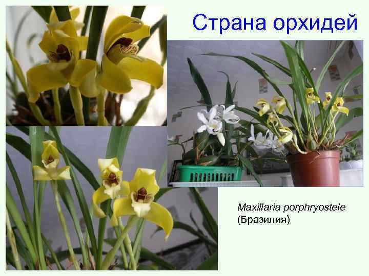 Страна орхидей Maxillaria porphryostele (Бразилия) 