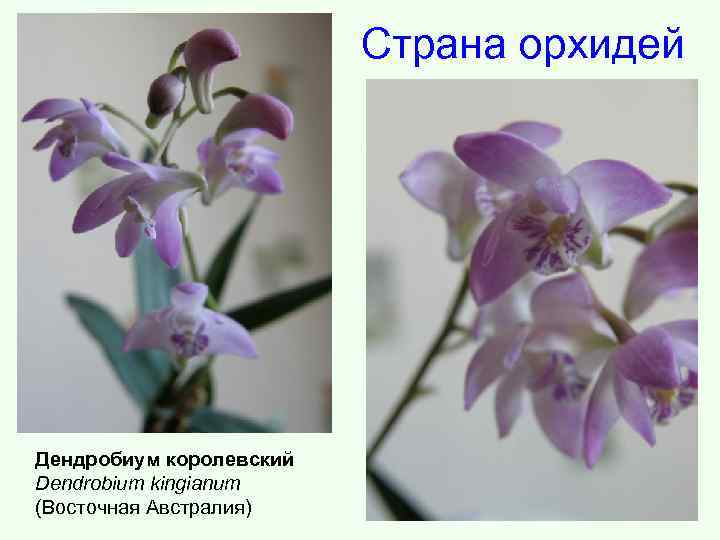 Страна орхидей Дендробиум королевский Dendrobium kingianum (Восточная Австралия) 