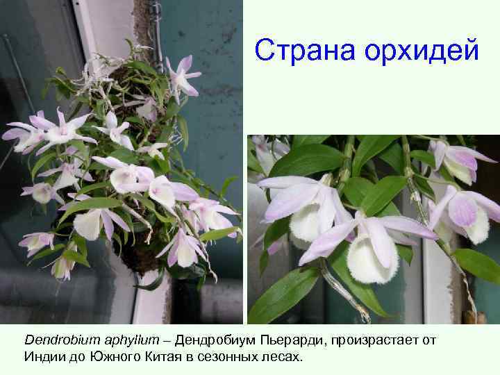 Страна орхидей Dendrobium aphyllum – Дендробиум Пьерарди, произрастает от Индии до Южного Китая в