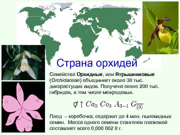 Страна орхидей Семейство Орхидные, или Ятрышниковые (Orchidaceae) объединяет около 30 тыс. дикорастущих видов. Получено