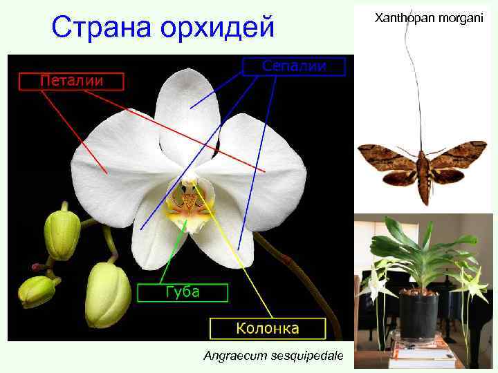 Страна орхидей Angraecum sesquipedale Xanthopan morgani 