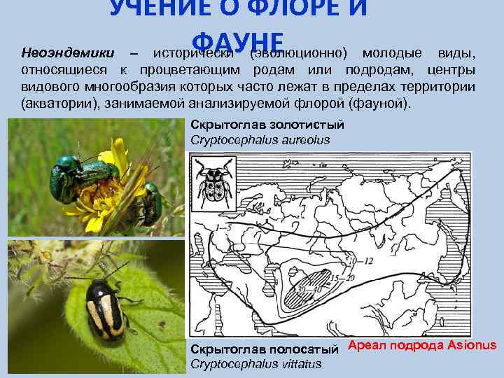 УЧЕНИЕ О ФЛОРЕ И ФАУНЕ Неоэндемики – исторически (эволюционно) молодые виды, относящиеся к процветающим