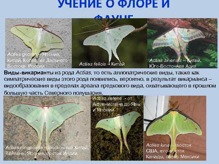 УЧЕНИЕ О ФЛОРЕ И ФАУНЕ Actias gnoma – Япония, Китай, Корея, юг Дальнего Востока