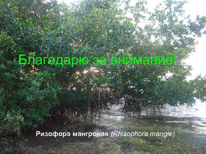 Благодарю за внимание! Ризофора мангровая (Rhizophora mangle) 