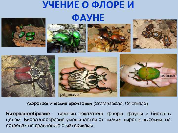 УЧЕНИЕ О ФЛОРЕ И ФАУНЕ Афротропические бронзовки (Scarabaeidae, Cetoniinae) Биоразнообразие – важный показатель флоры,