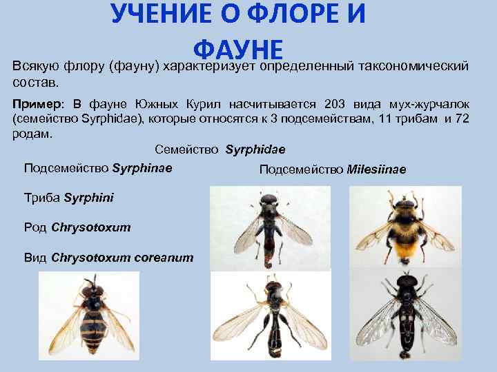 УЧЕНИЕ О ФЛОРЕ И ФАУНЕ Всякую флору (фауну) характеризует определенный таксономический состав. Пример: В