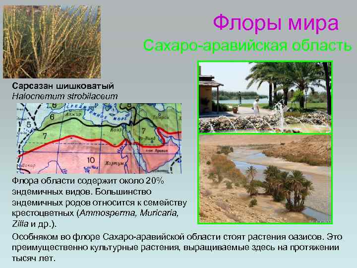 Палеотропическое флористическое царство презентация