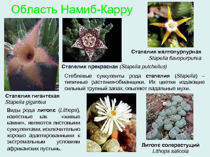 Область Намиб-Карру Стапелия желтопурпурная Stapelia flavopurpurea Стапелия прекрасная (Stapelia pulchellus) Стеблевые суккуленты рода стапелия