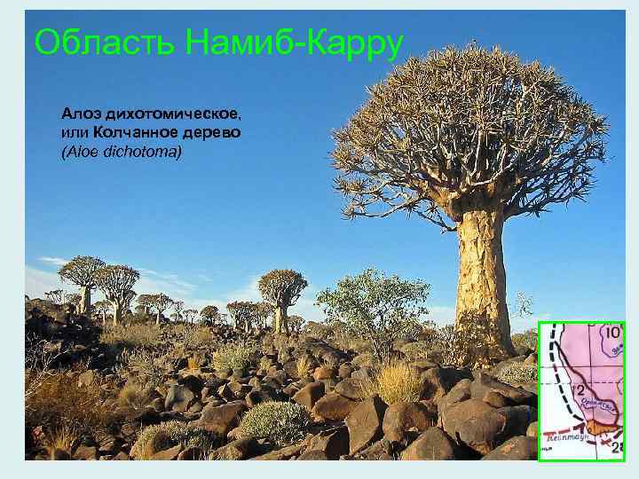 Область Намиб-Карру Алоэ дихотомическое, или Колчанное дерево (Aloe dichotoma) 