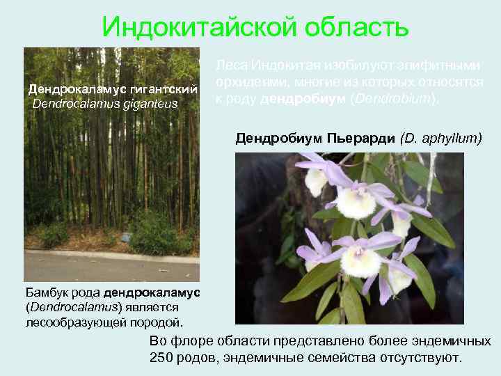 Индокитайской область Дендрокаламус гигантский Dendrocalamus giganteus Леса Индокитая изобилуют эпифитными орхидеями, многие из которых