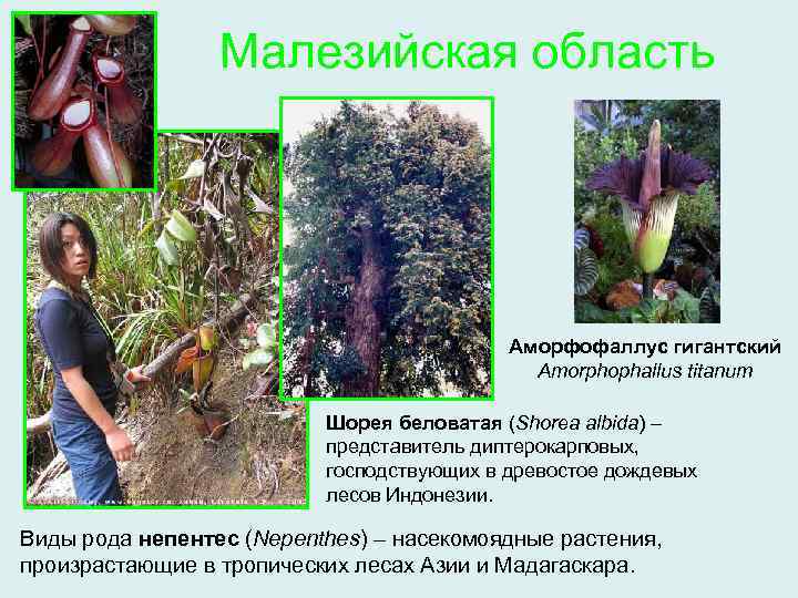 Малезийская область Аморфофаллус гигантский Amorphophallus titanum Шорея беловатая (Shorea albida) – представитель диптерокарповых, господствующих