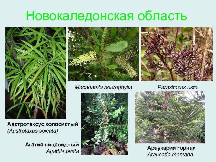 Новокаледонская область Macadamia neurophylla Parasitaxus usta Австротаксус колосистый (Austrotaxus spicata) Агатис яйцевидный Agathis ovata