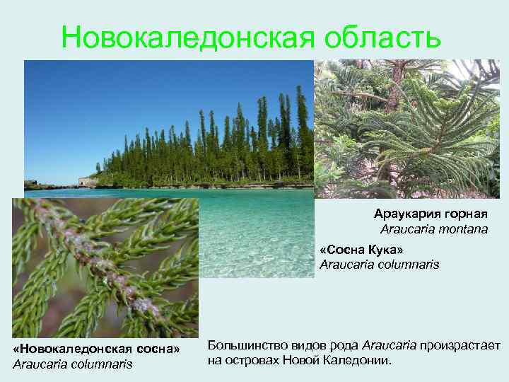 Новокаледонская область Араукария горная Araucaria montana «Сосна Кука» Araucaria columnaris «Новокаледонская сосна» Araucaria columnaris