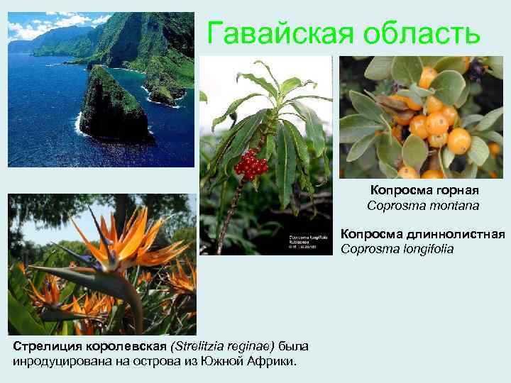 Гавайская область Копросма горная Coprosma montana Копросма длиннолистная Coprosma longifolia Стрелиция королевская (Strelitzia reginae)