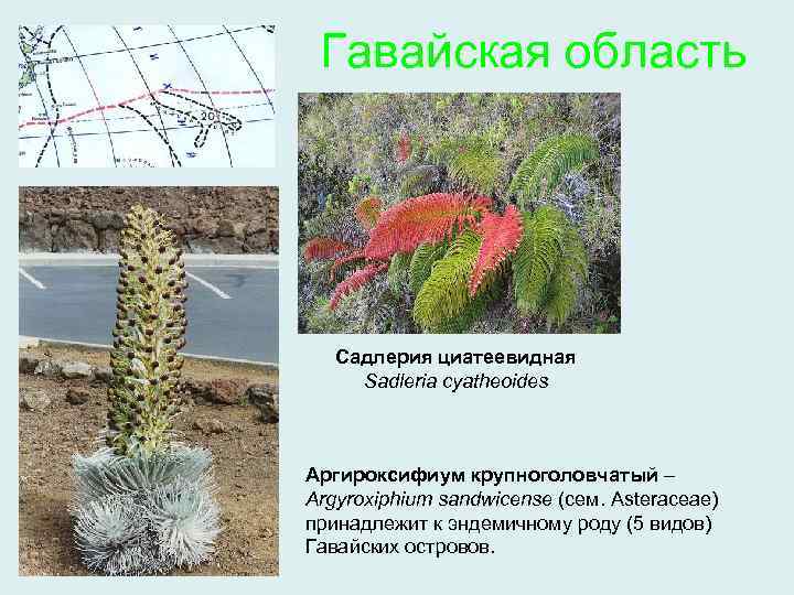 Гавайская область Садлерия циатеевидная Sadleria cyatheoides Аргироксифиум крупноголовчатый – Argyroxiphium sandwicense (сем. Asteraceae) принадлежит