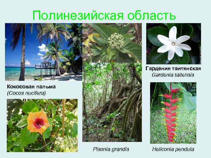 Полинезийская область Гардения таитянская Gardenia taitensis Кокосовая пальма (Cocos nucifera) Pisonia grandis Heliconia pendula