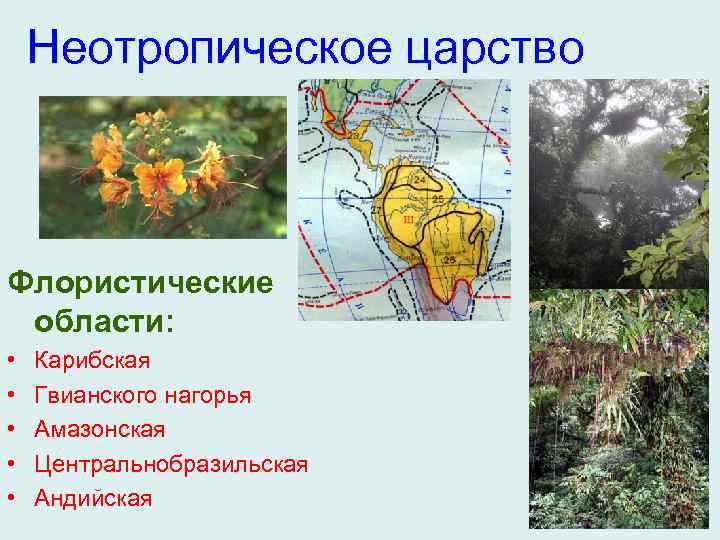 Палеотропическое флористическое царство презентация