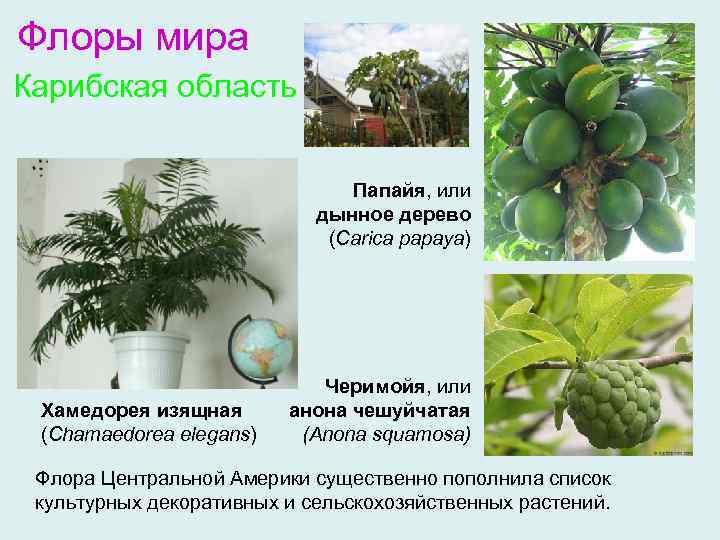 Флоры мира Карибская область Папайя, или дынное дерево (Carica papaya) Хамедорея изящная (Chamaedorea elegans)