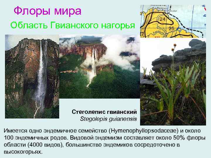 Флоры мира Область Гвианского нагорья Стеголепис гвианский Stegolepis guianensis Имеется одно эндемичное семейство (Hymenophyllopsodaceae)