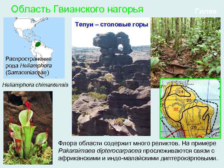 Область Гвианского нагорья Гилея Тепуи – столовые горы Распространение рода Heliamphora (Sarraceniaceae) Heliamphora chimantensis