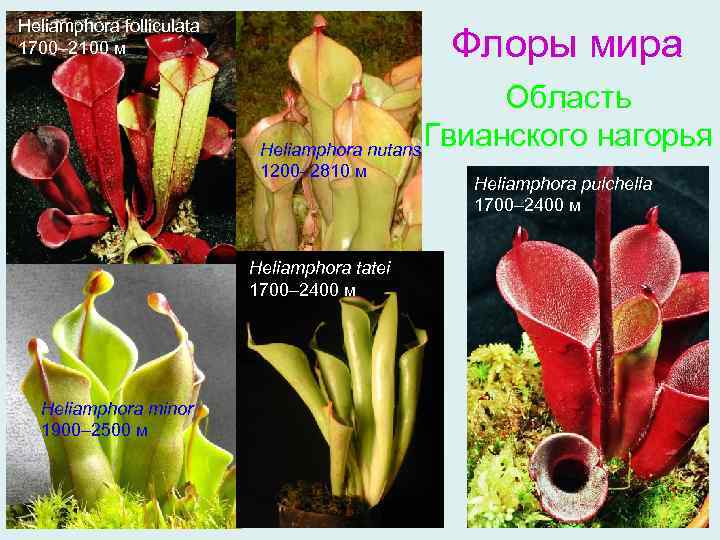 Heliamphora folliculata 1700– 2100 м Флоры мира Область Гвианского нагорья Heliamphora nutans 1200– 2810