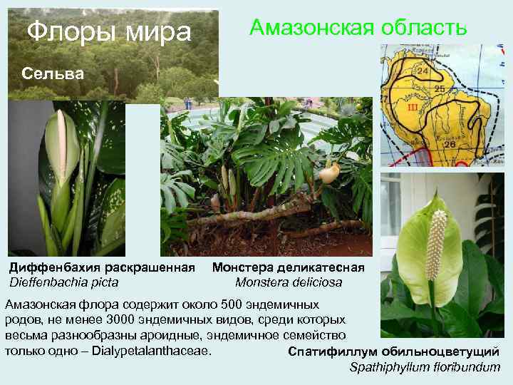 Флоры мира Амазонская область Сельва Диффенбахия раскрашенная Dieffenbachia picta Монстера деликатесная Monstera deliciosa Амазонская