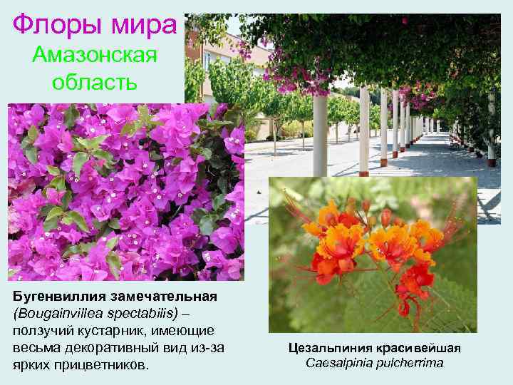 Флоры мира Амазонская область Бугенвиллия замечательная (Bougainvillea spectabilis) – ползучий кустарник, имеющие весьма декоративный