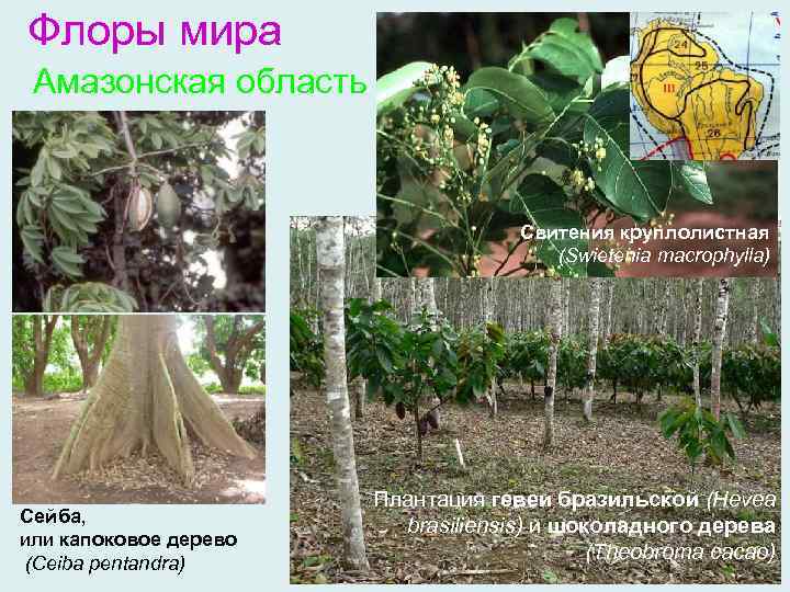 Флоры мира Амазонская область Свитения круплолистная (Swietenia macrophylla) Сейба, или капоковое дерево (Ceiba pentandra)