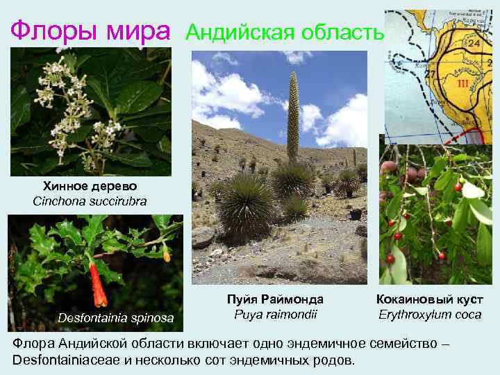 Флоры мира Андийская область Хинное дерево Cinchona succirubra Desfontainia spinosa Пуйя Раймонда Puya raimondii