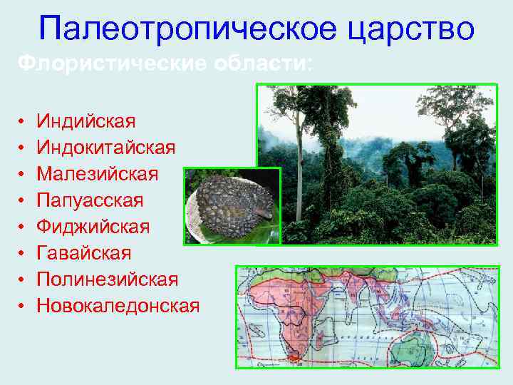 Палеотропическое флористическое царство презентация