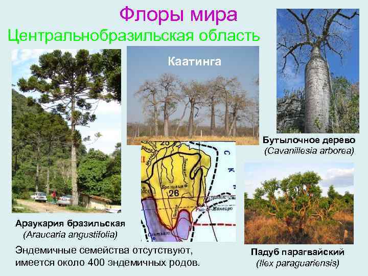 Флоры мира Центральнобразильская область Каатинга Бутылочное дерево (Cavanillesia arborea) Араукария бразильская (Araucaria angustifolia) Эндемичные