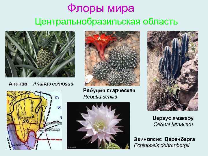 Флоры мира Центральнобразильская область Ананас – Ananas comosus Ребуция старческая Rebutia senilis Цереус ямакару