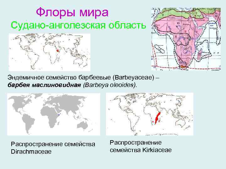 Флоры мира Судано-анголезская область Эндемичное семейство барбеевые (Barbeyaceae) – барбея маслиновидная (Barbeya oleoides). Распространение