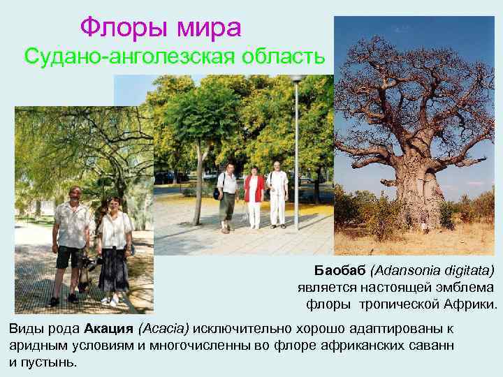 Флоры мира Судано-анголезская область Баобаб (Adansonia digitata) является настоящей эмблема флоры тропической Африки. Виды