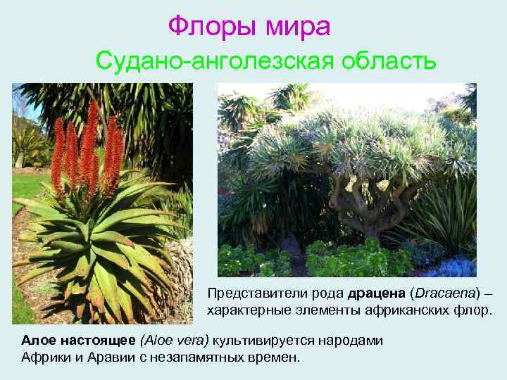 Флоры мира Судано-анголезская область Представители рода драцена (Dracaena) – характерные элементы африканских флор. Алое