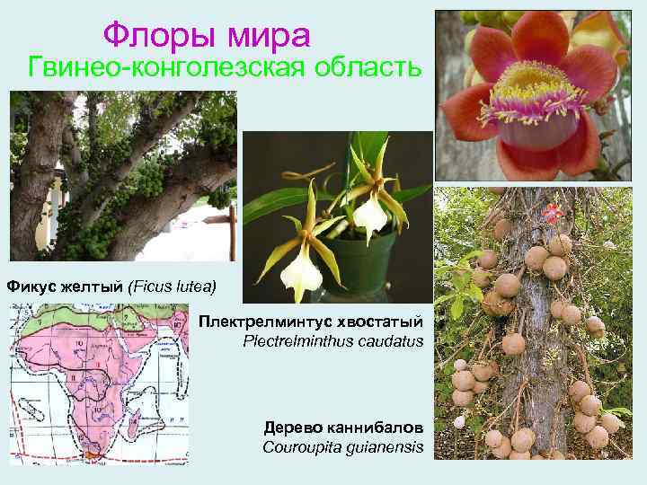 Флоры мира Гвинео-конголезская область Фикус желтый (Ficus lutea) Плектрелминтус хвостатый Plectrelminthus caudatus Дерево каннибалов