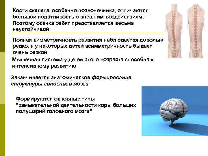 Кости скелета, особенно позвоночника, отличаются большой податливостью внешним воздействиям. Поэтому осанка ребят представляется весьма