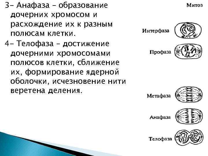 3 - Анафаза – образование дочерних хромосом и расхождение их к разным полюсам клетки.